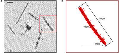 Enhanced Light Absorption by Horizontally Oriented Diatom Colonies